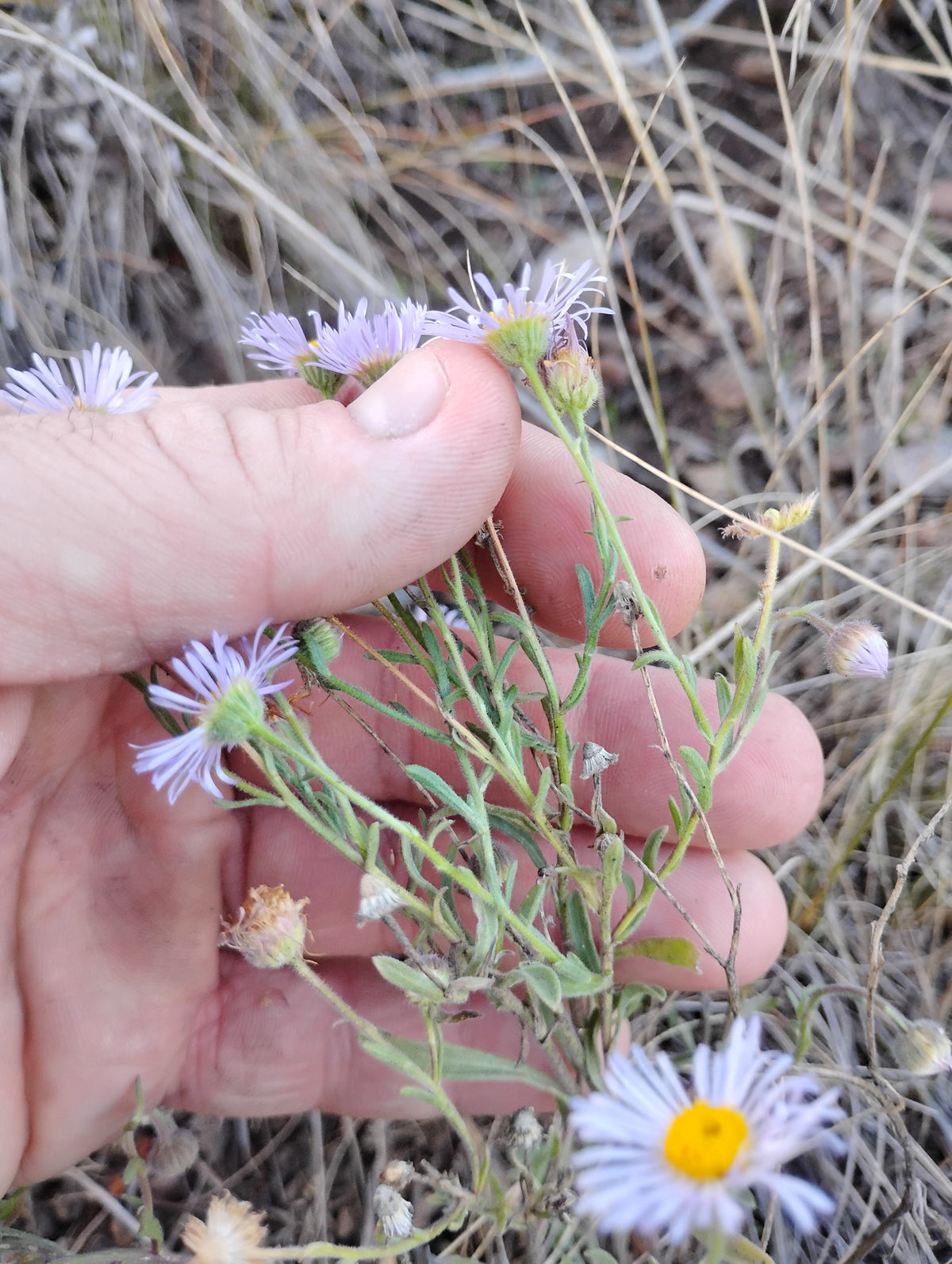 Erigeron divergens (Spreading Daisy)