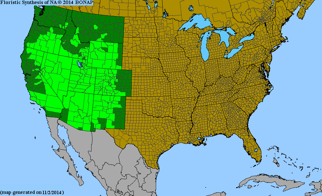 Castilleja linariifolia (Wyoming Paintbrush) 100 Seeds