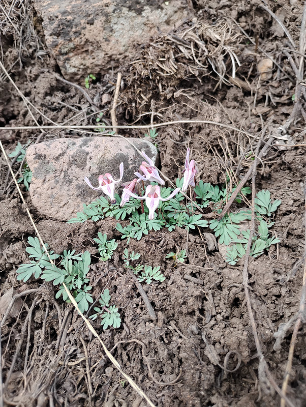 Dicentra uniflora (Steer's Head) 40 Seeds