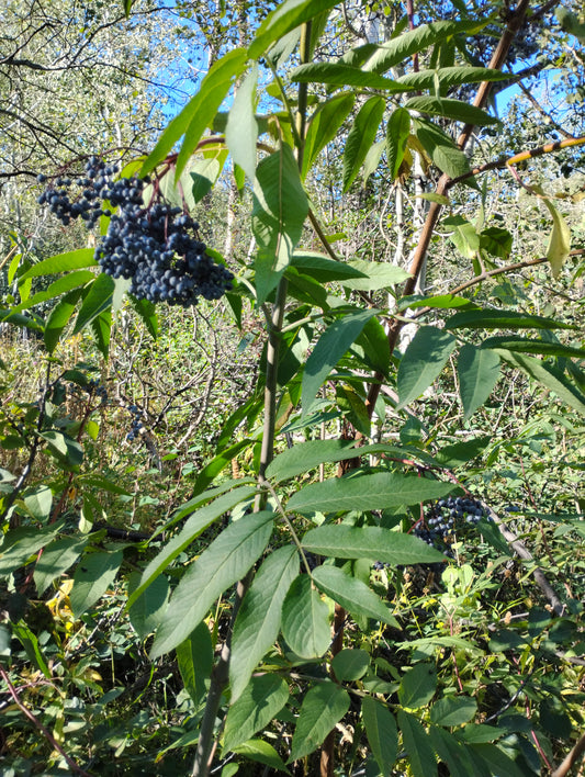 Sambucus cerulea var. cerulea (Blue Elderberry)