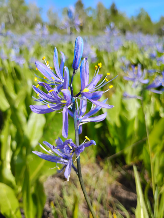 Camassia quamash ssp. utahensis (Utah Camas) 120 seeds