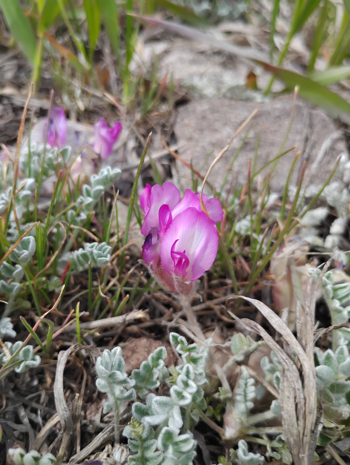 Astragalus purshii var. glareosus (Woollypod aka Gravel Milkvetch) 60 Seeds