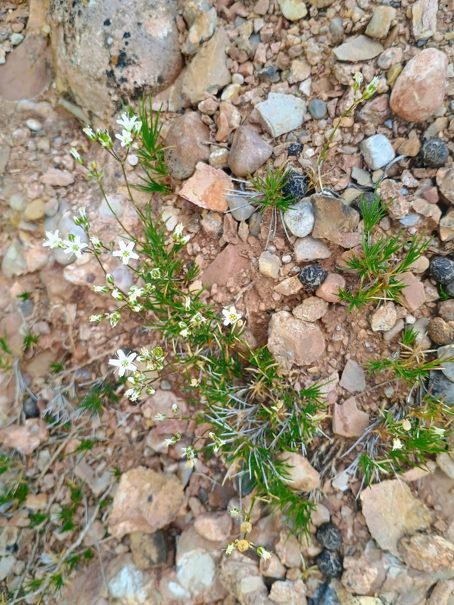 Eremogone kingii var. kingii (King's Sandwort) 90 Seeds