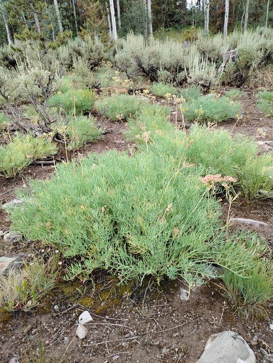 Lomatium graveolens var. graveolens (King Lomatium) 45 Seeds