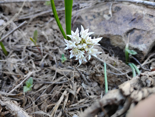 Allium brandegeei (Brandegee's Onion) 60 Seeds