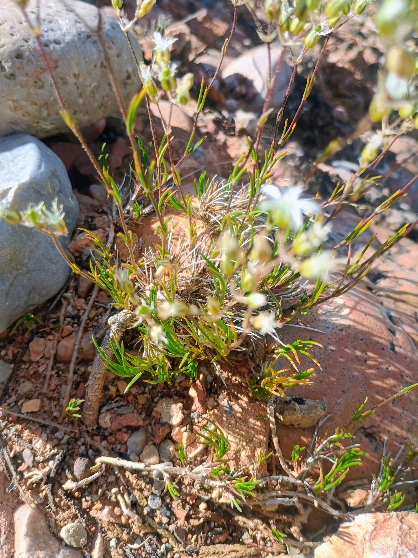Eremogone kingii var. kingii (King's Sandwort) 90 Seeds