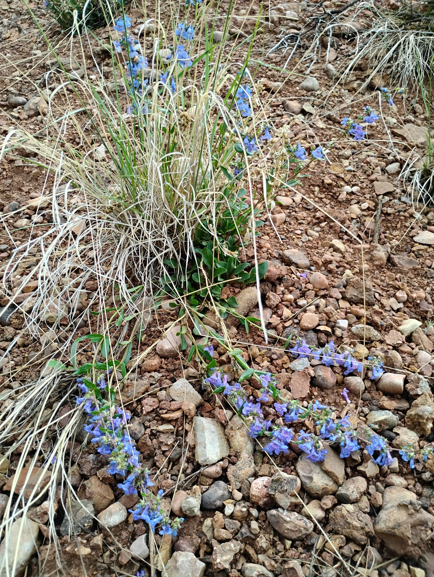 Penstemon humilis (Low Penstemon) 100 seeds