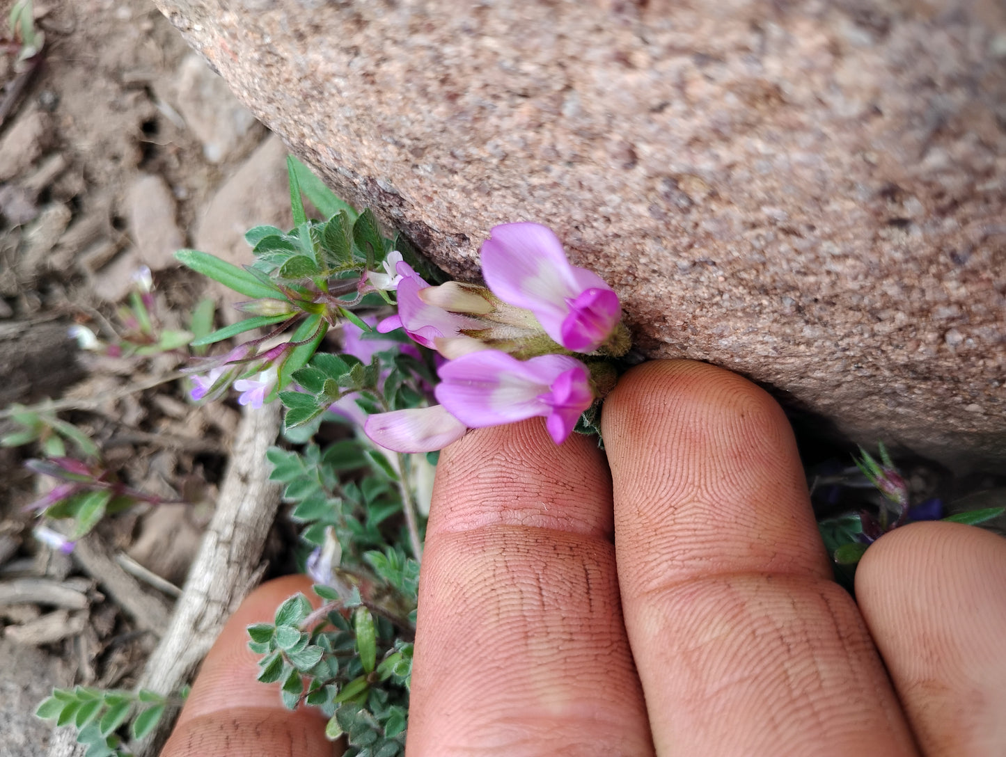 Astragalus argophyllus var. martinii (Silverleaf aka Martin's Milkvetch) 80 Seeds