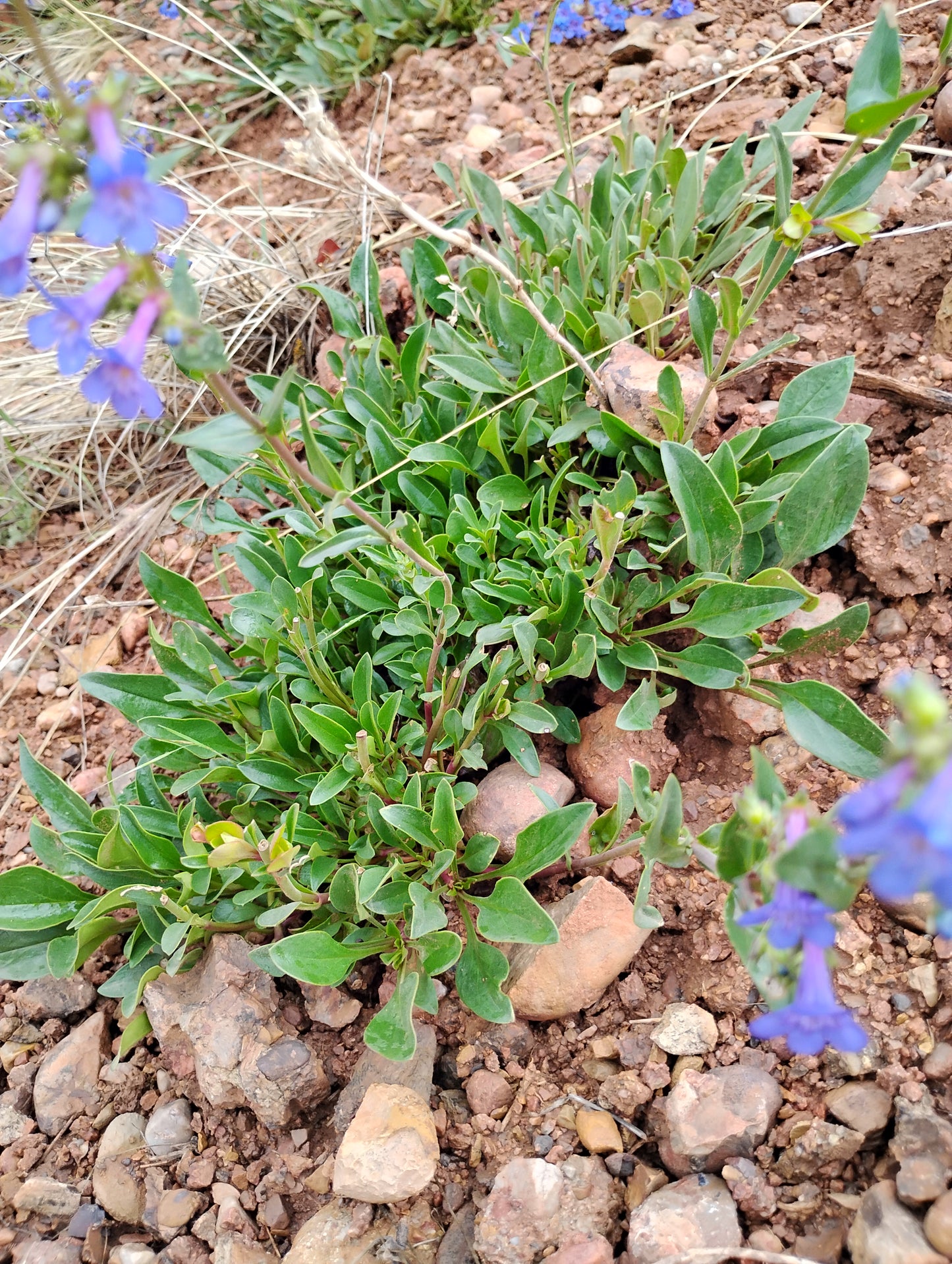 Penstemon humilis (Low Penstemon) 100 seeds