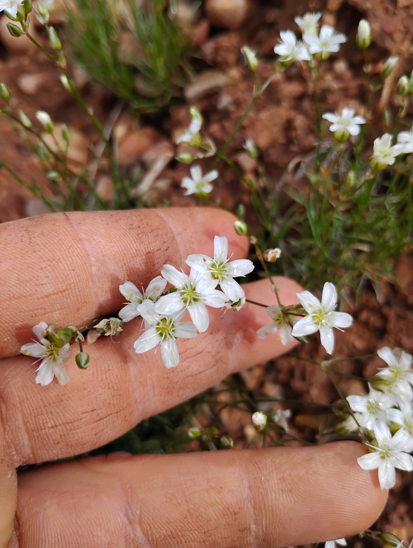 Eremogone kingii var. kingii (King's Sandwort) 90 Seeds