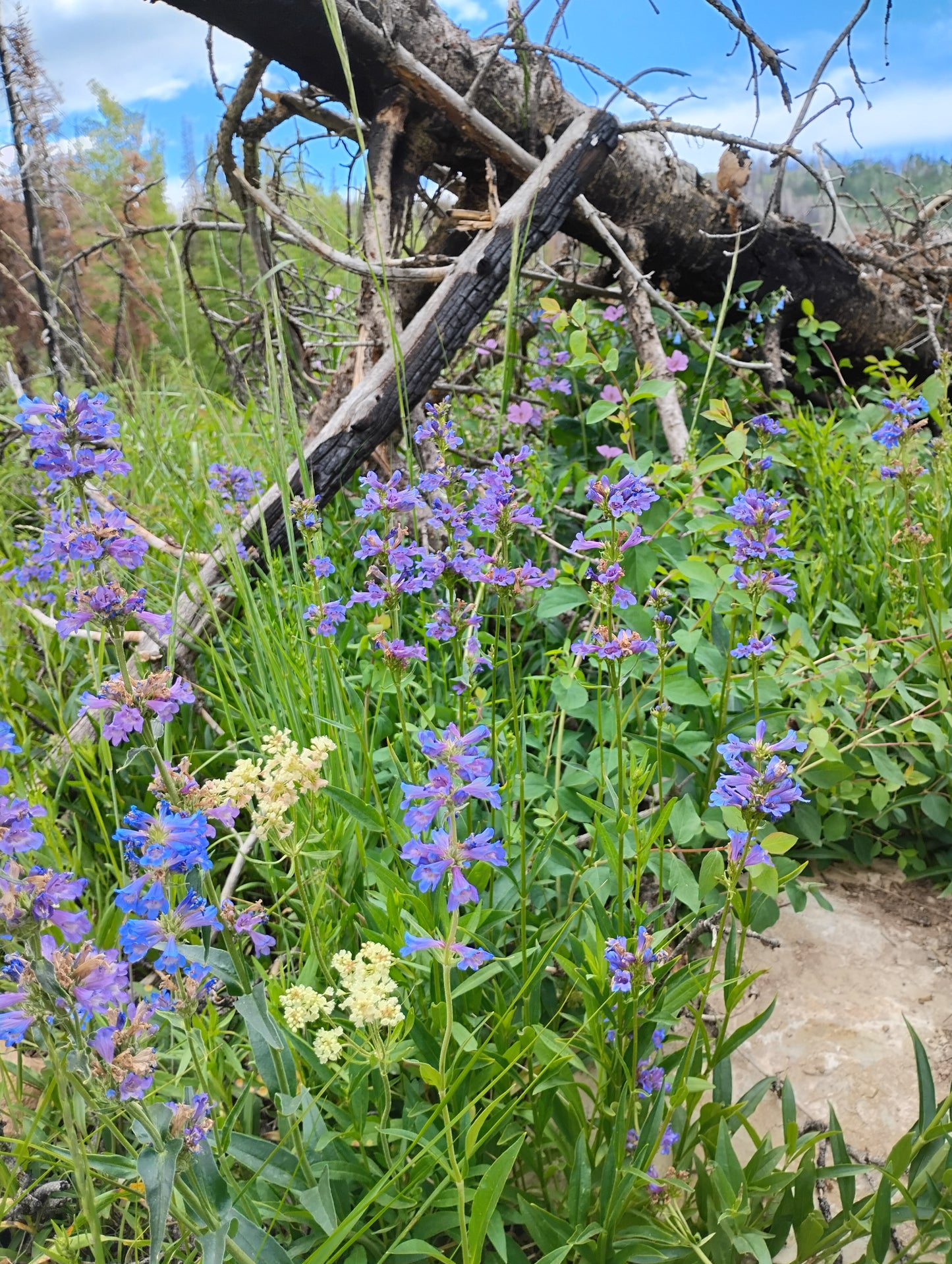 Penstemon procerus complex (Watson's/Rydberg's/Littleflower Penstemon)