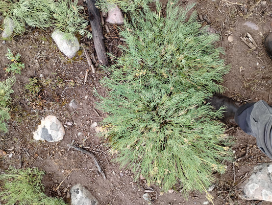 Lomatium graveolens var. graveolens (King Lomatium)