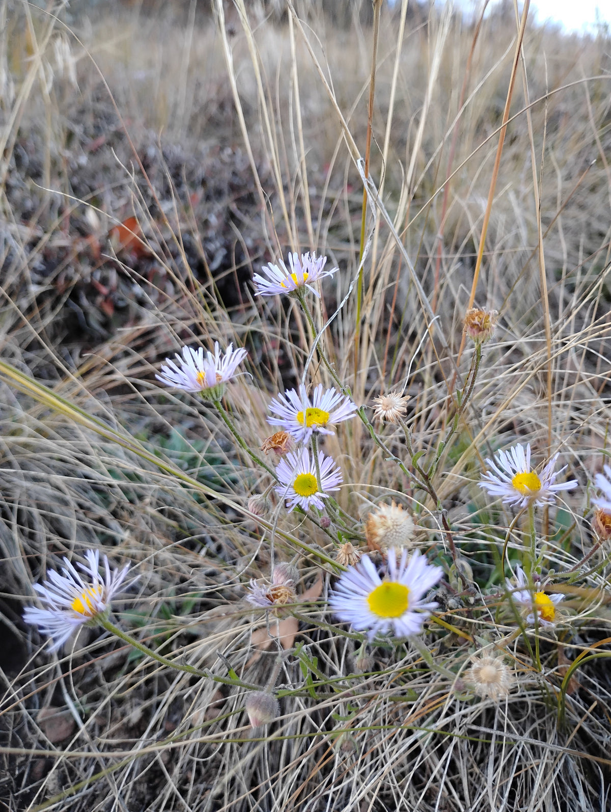 Erigeron divergens (Spreading Daisy)