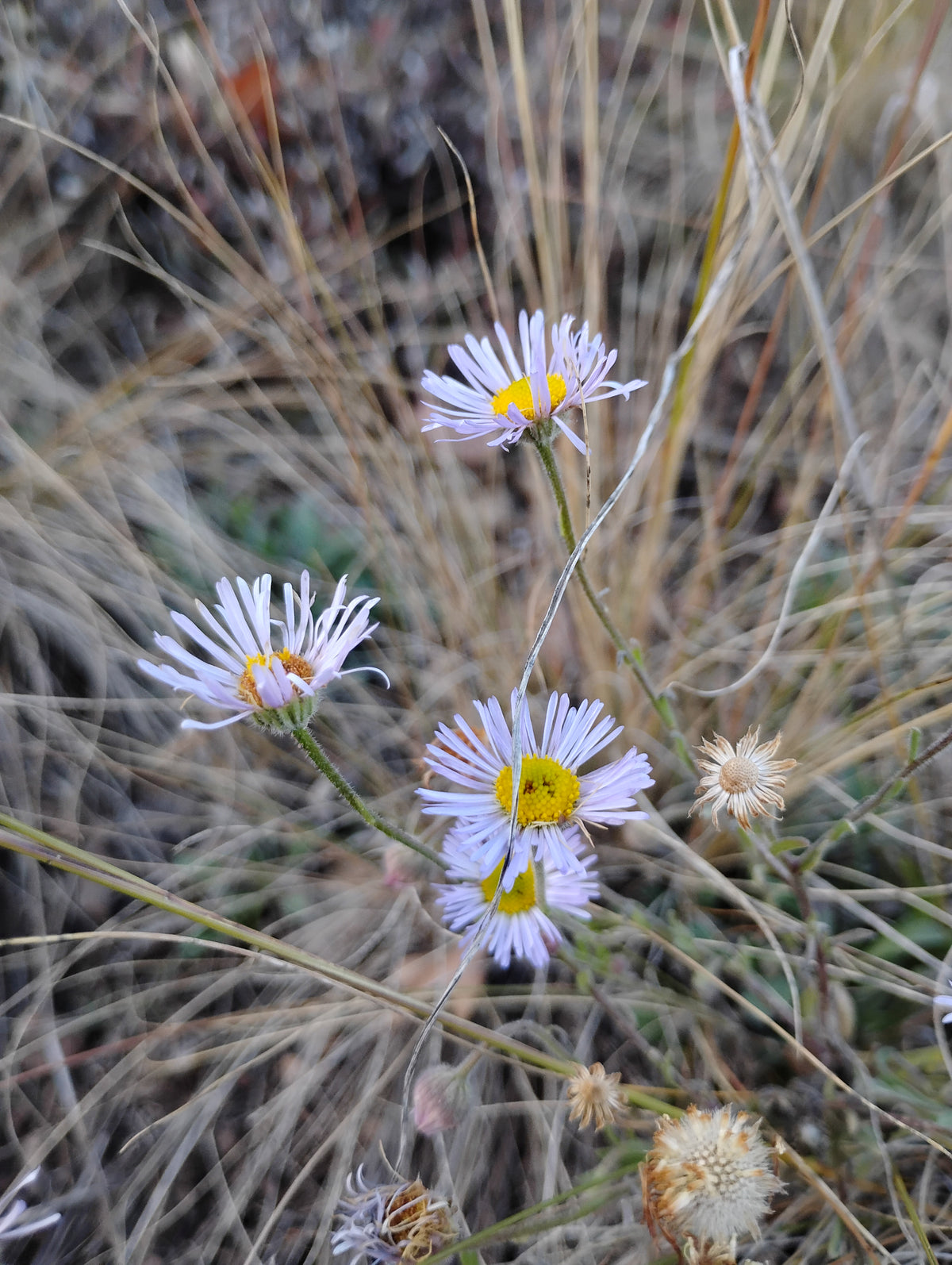 Erigeron divergens (Spreading Daisy)