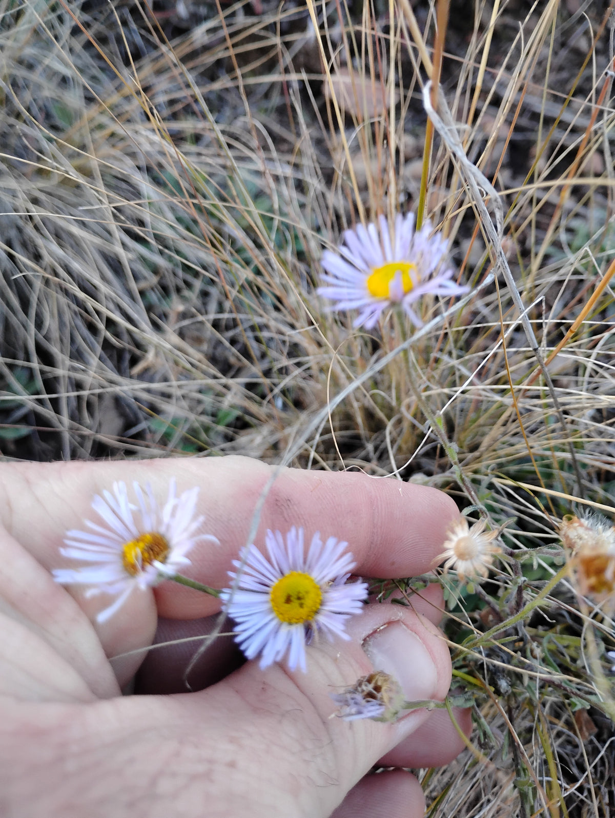 Erigeron divergens (Spreading Daisy)