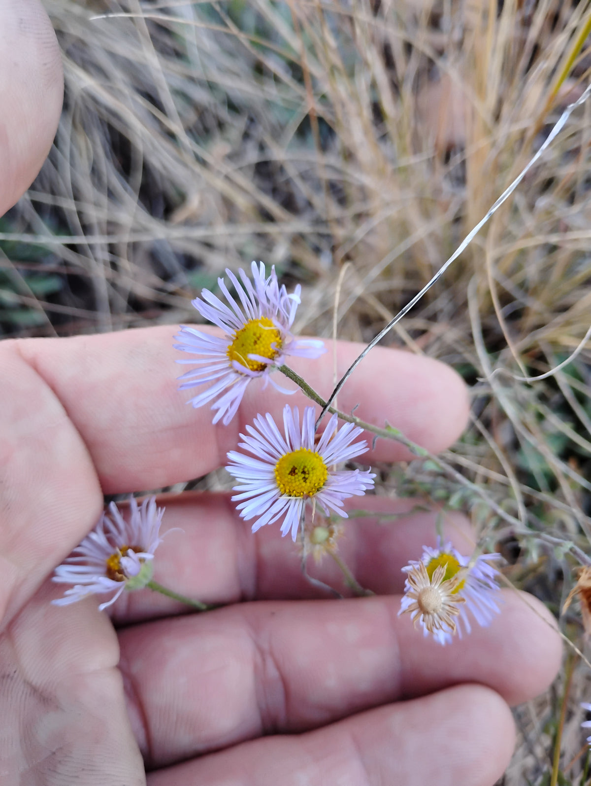 Erigeron divergens (Spreading Daisy)