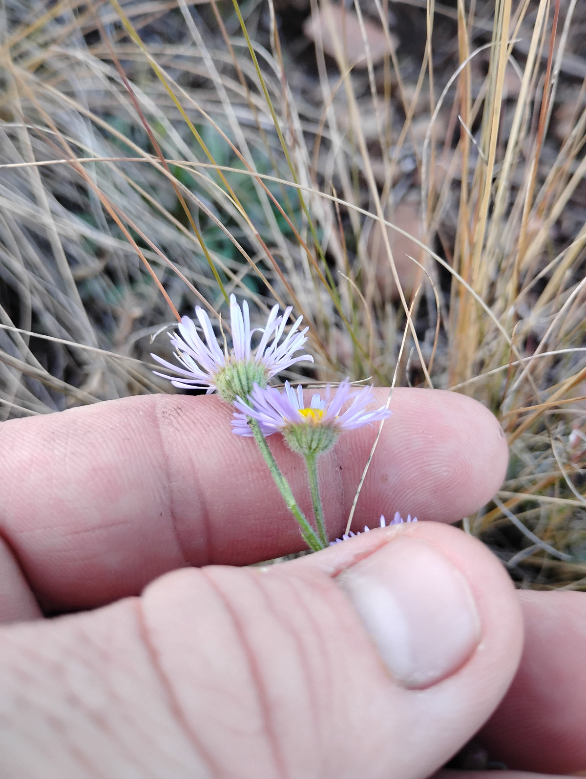Erigeron divergens (Spreading Daisy)