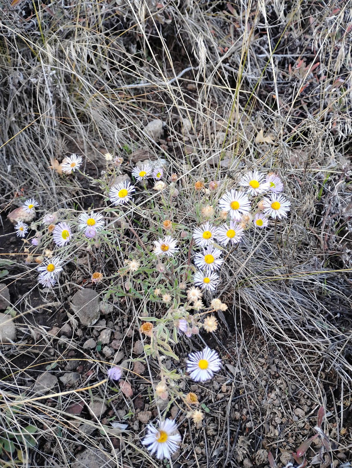 Erigeron divergens (Spreading Daisy)