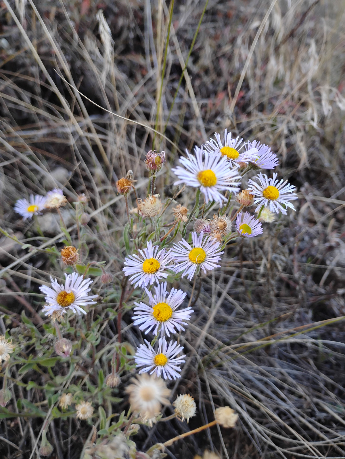 Erigeron divergens (Spreading Daisy)