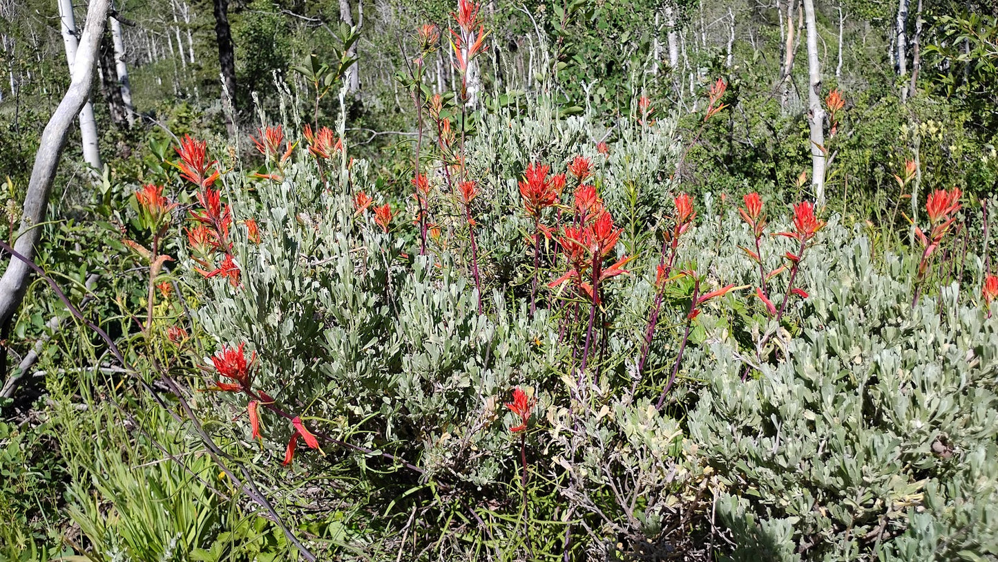 Castilleja linariifolia (Wyoming Paintbrush) 100 Seeds