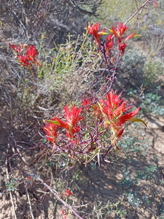 Castilleja linariifolia (Wyoming Paintbrush) 100 Seeds