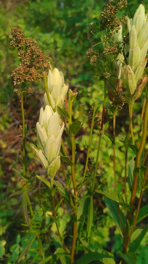 Castilleja septentrionalis (Sulphur Paintbrush) 30 Seeds