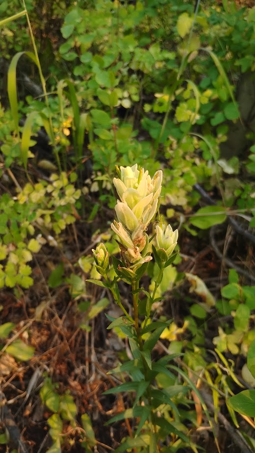 Castilleja septentrionalis (Sulphur Paintbrush) 30 Seeds