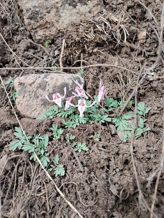 Dicentra uniflora (Steer's Head) 40 Seeds