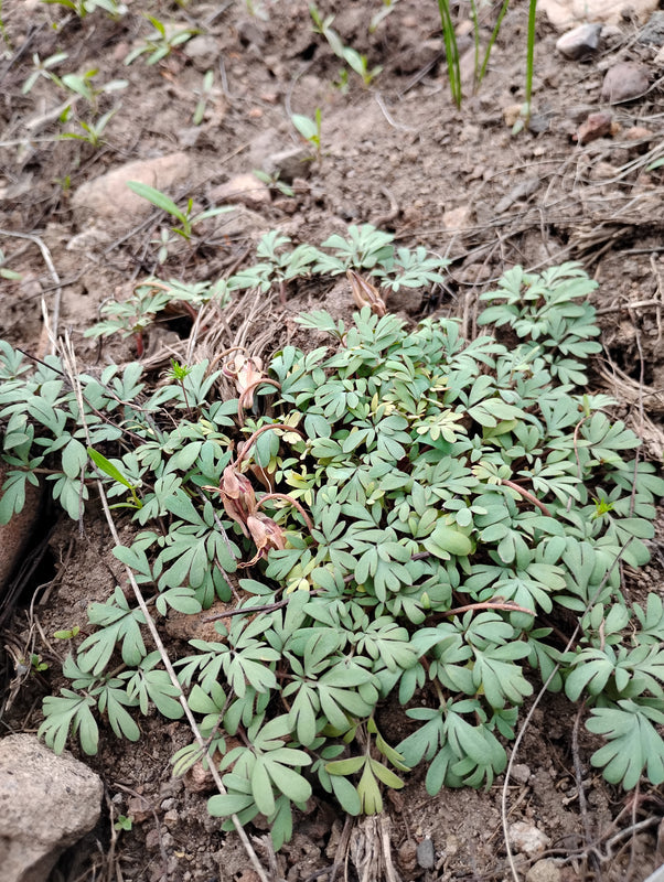 Dicentra uniflora (Steer's Head) 40 Seeds