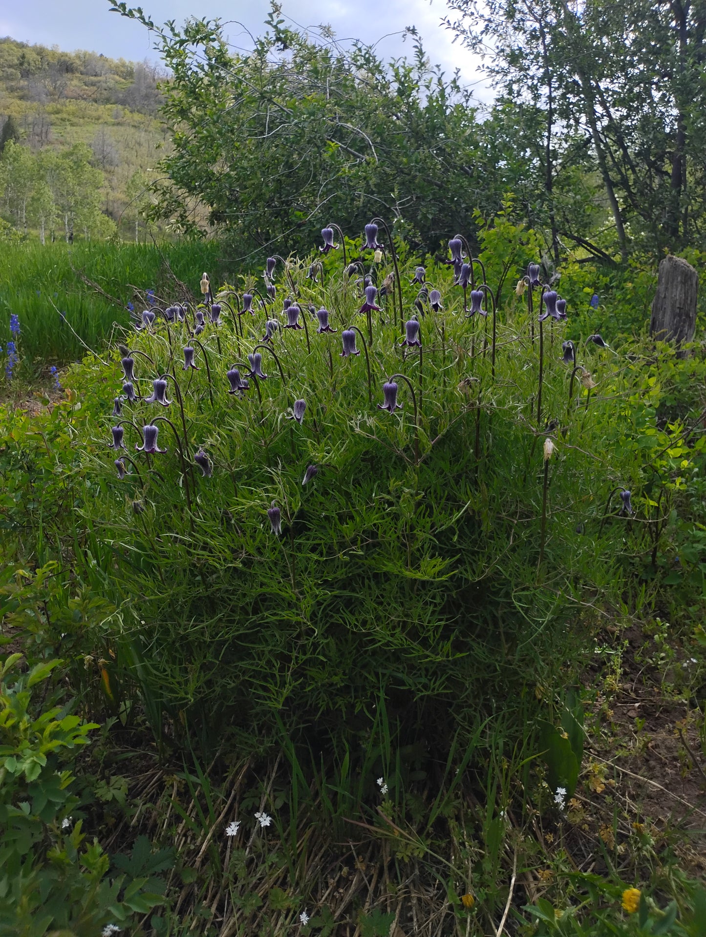 Clematis hirsutissima (Hairy Clematis) 20 Seeds