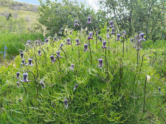 Clematis hirsutissima (Hairy Clematis) 20 Seeds