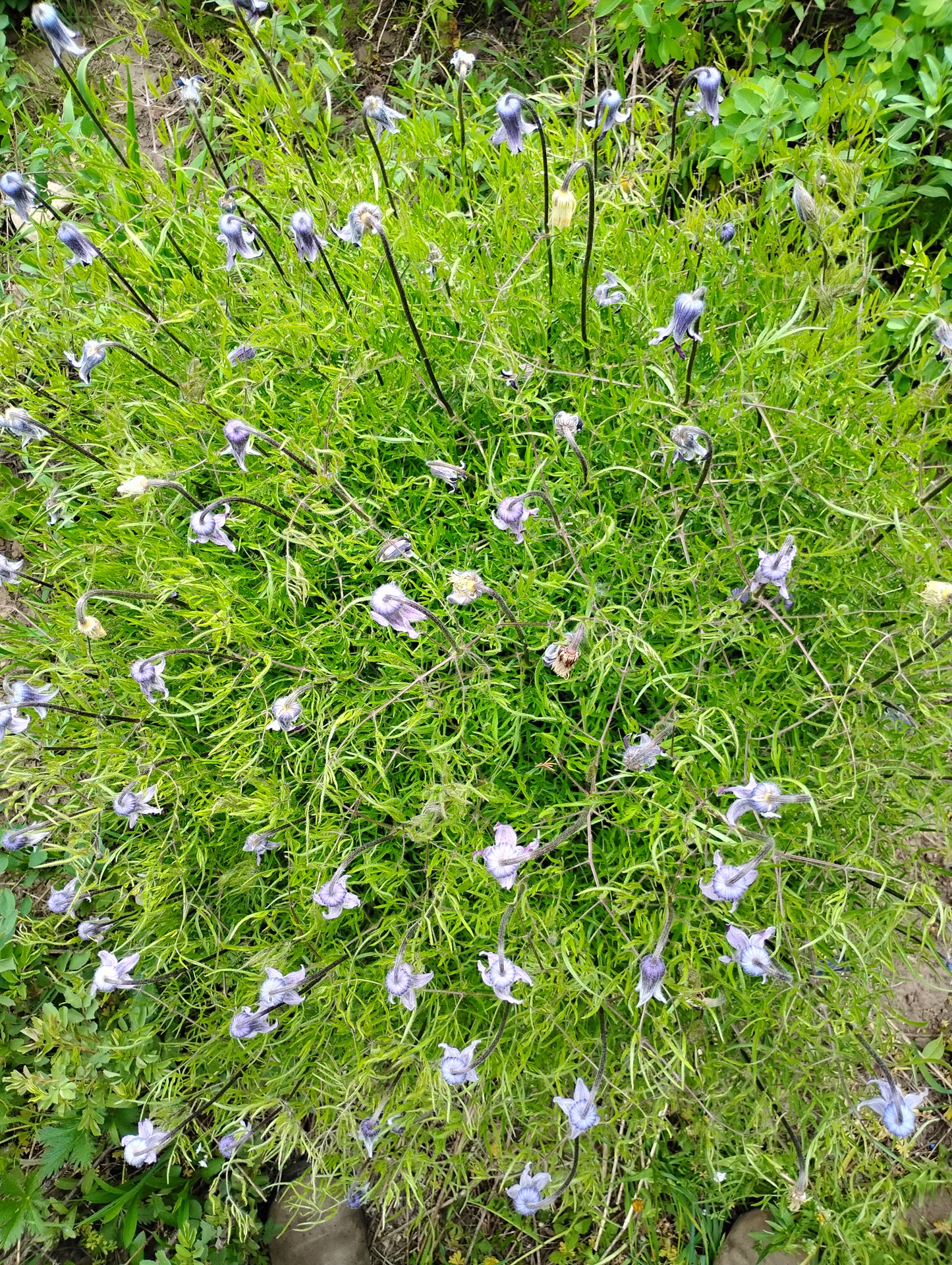 Clematis hirsutissima (Hairy Clematis) 20 Seeds