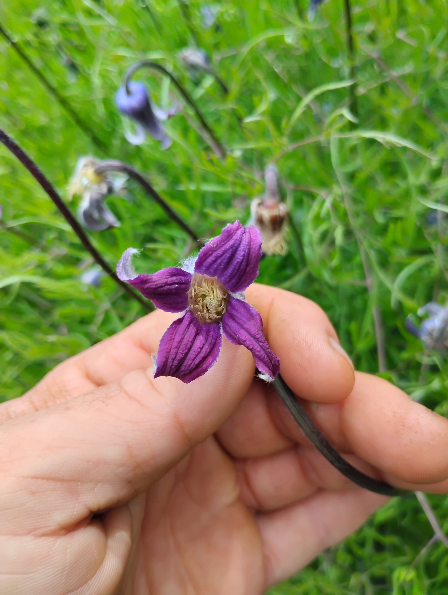 Clematis hirsutissima (Hairy Clematis) 20 Seeds