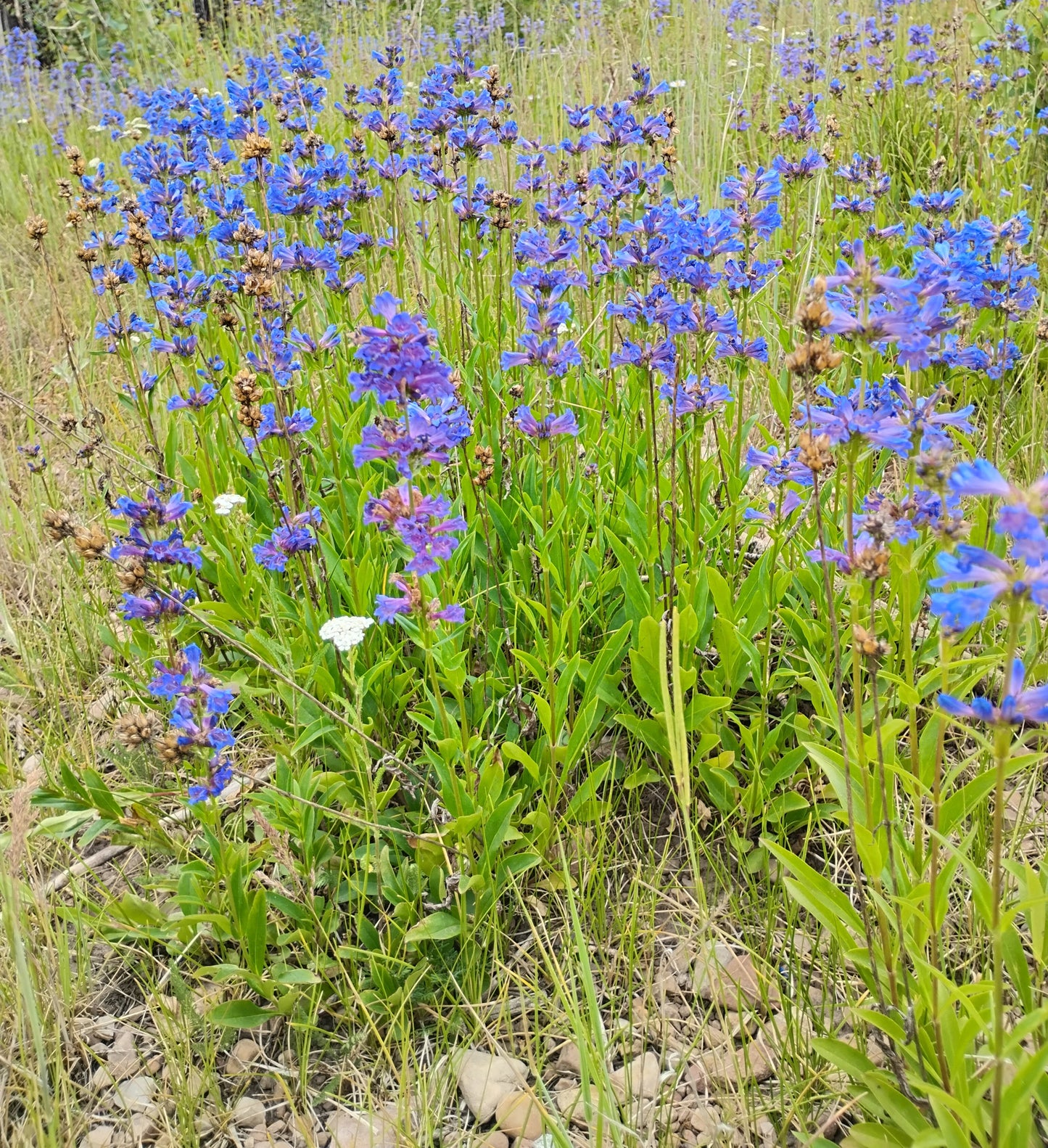Penstemon procerus complex (Watson's/Rydberg's/Littleflower Penstemon)