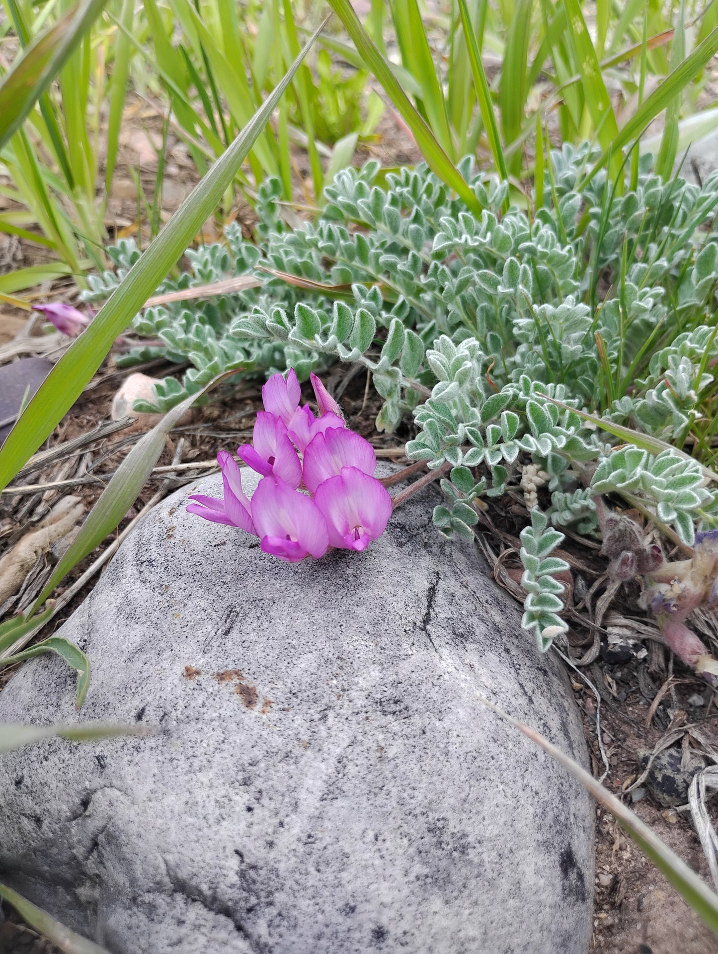 Astragalus purshii var. glareosus (Woollypod aka Gravel Milkvetch) 60 Seeds