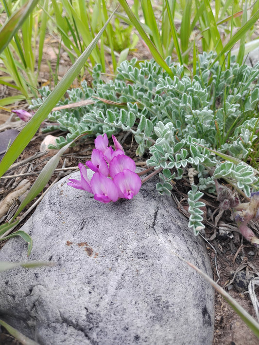 Astragalus purshii var. glareosus (Woollypod aka Gravel Milkvetch) 60 Seeds