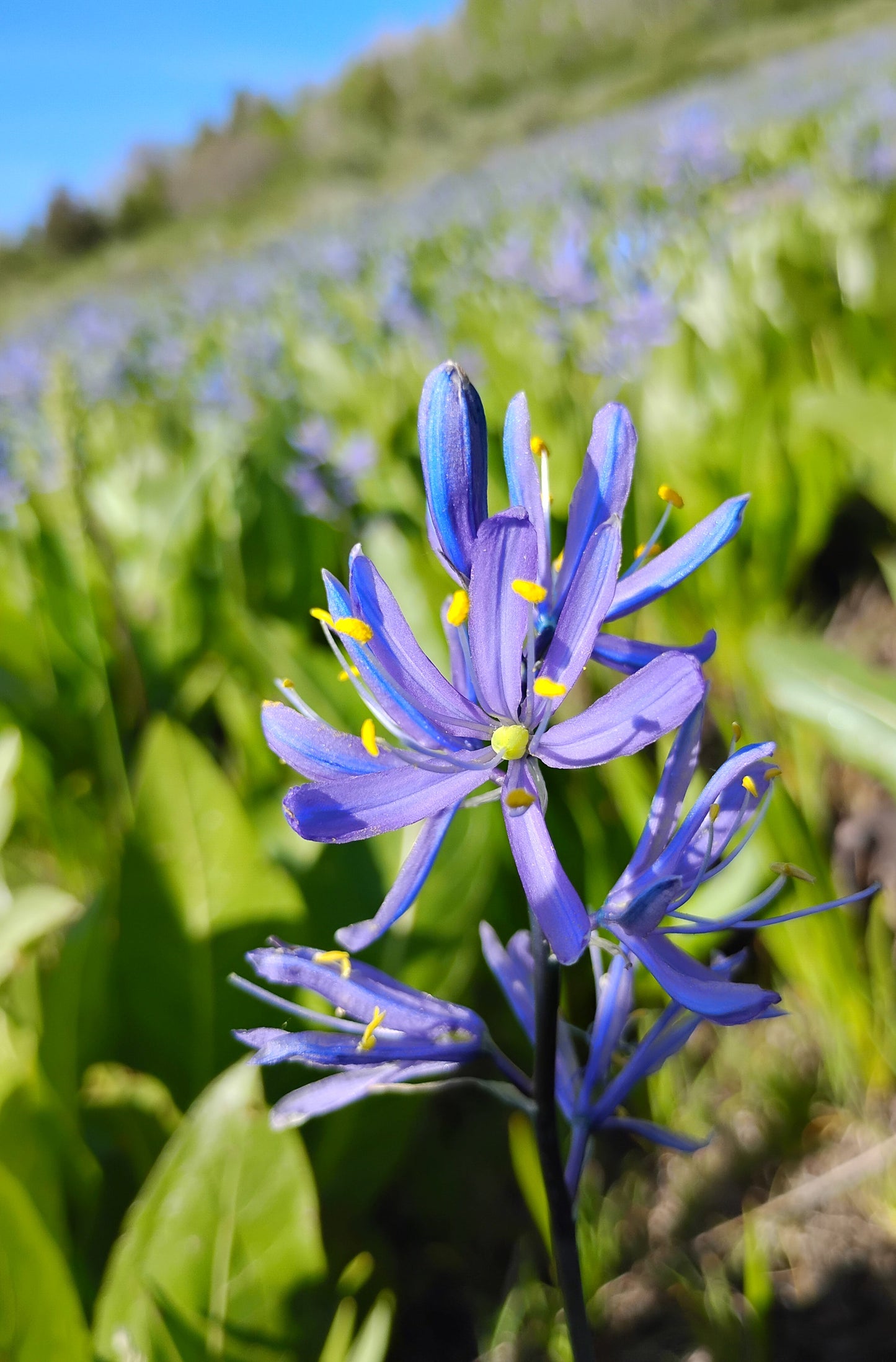Camassia quamash ssp. utahensis (Utah Camas) 120 seeds