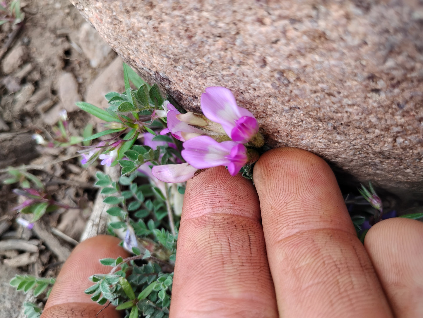 Astragalus argophyllus var. martinii (Silverleaf aka Martin's Milkvetch) 80 Seeds