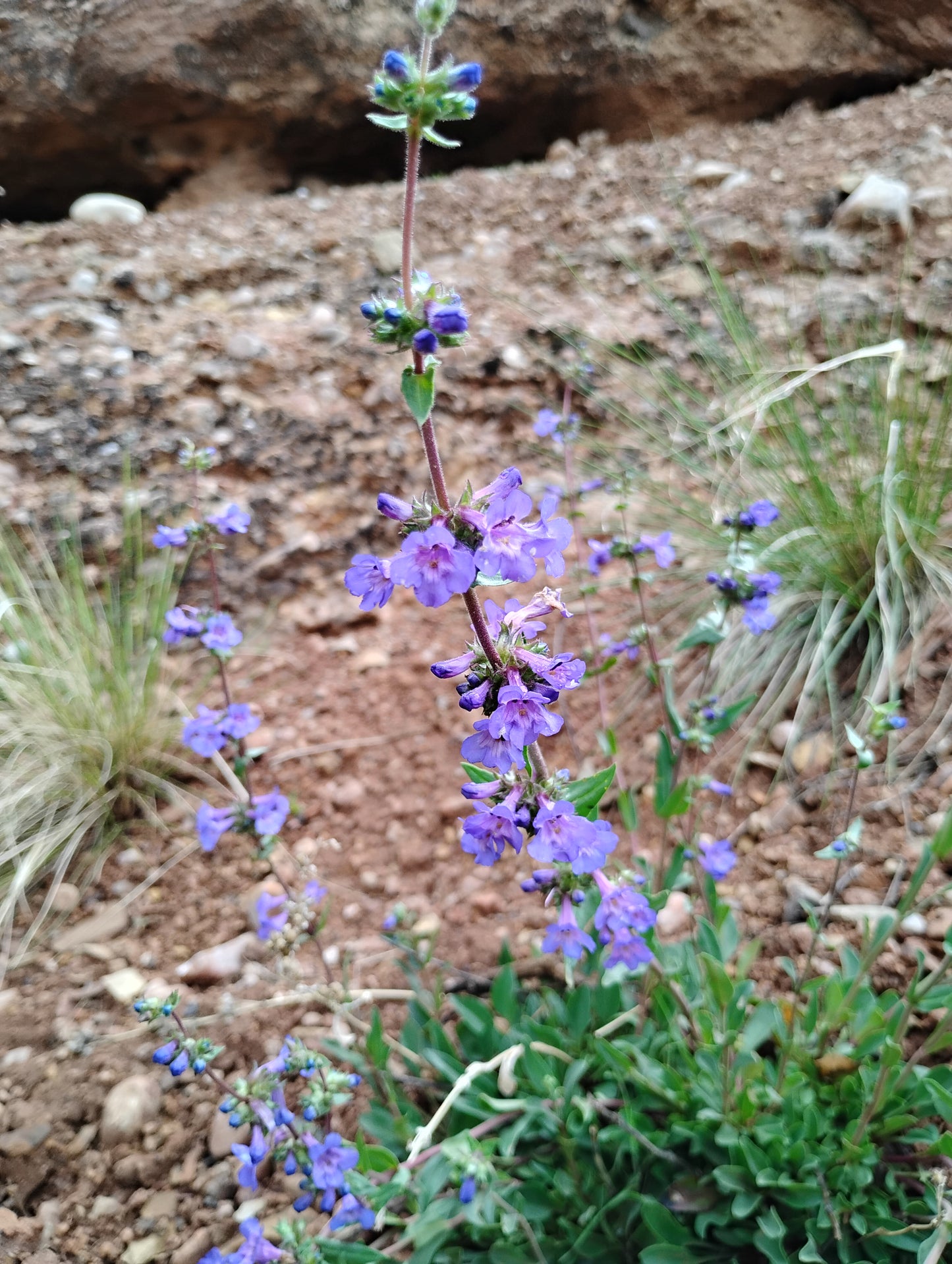 Penstemon humilis (Low Penstemon) 100 seeds