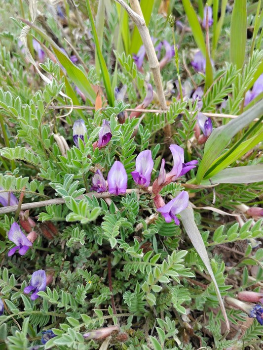 Astragalus argophyllus var. martinii (Silverleaf aka Martin's Milkvetch) 80 Seeds