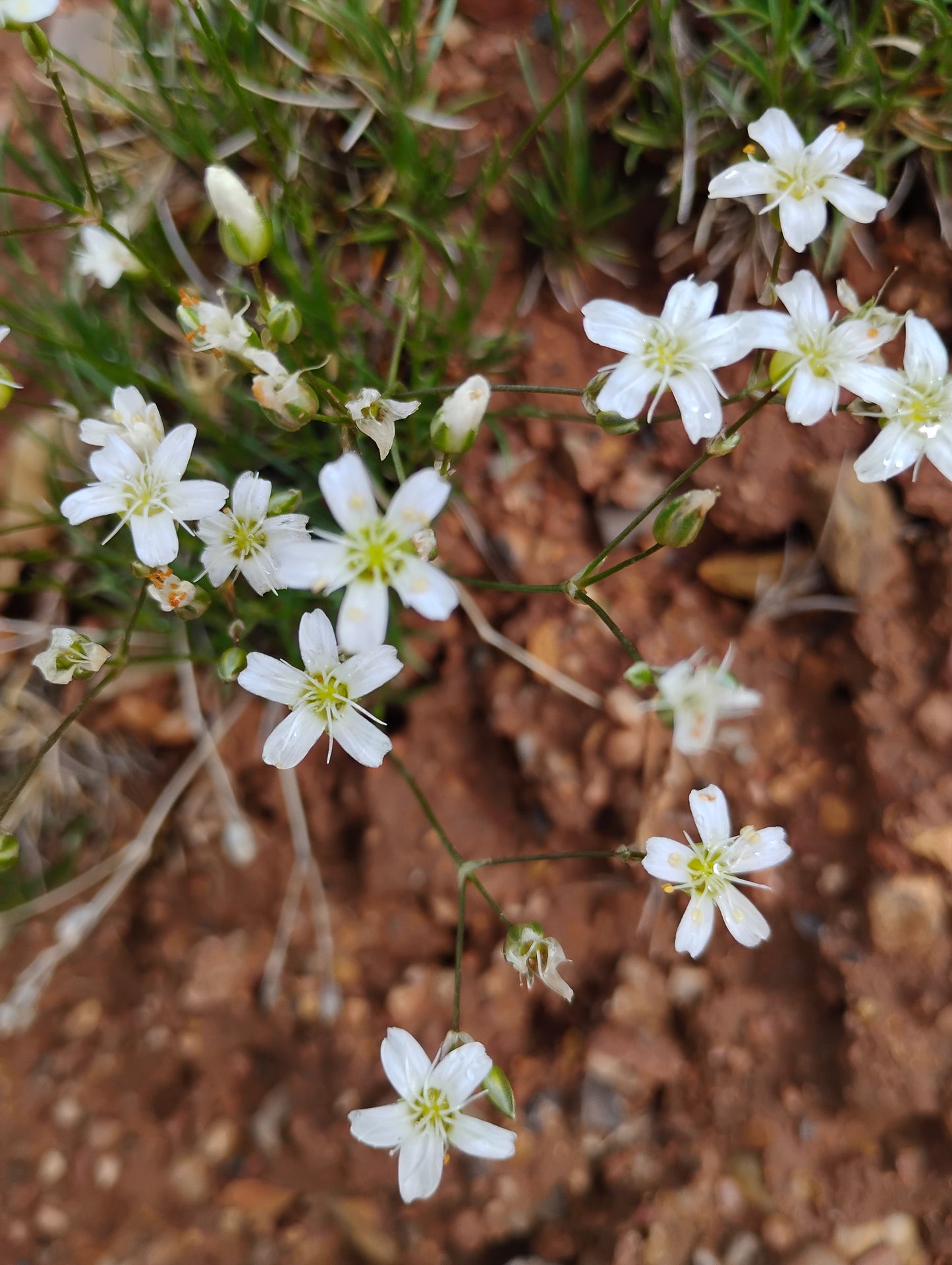 Eremogone kingii var. kingii (King's Sandwort) 90 Seeds