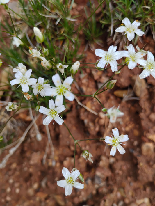 Eremogone kingii var. kingii (King's Sandwort) 90 Seeds