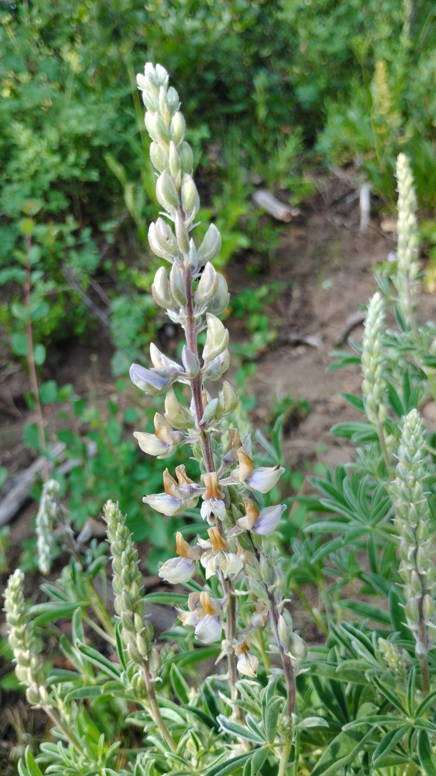 Lupinus sericeus (Silky Lupine)