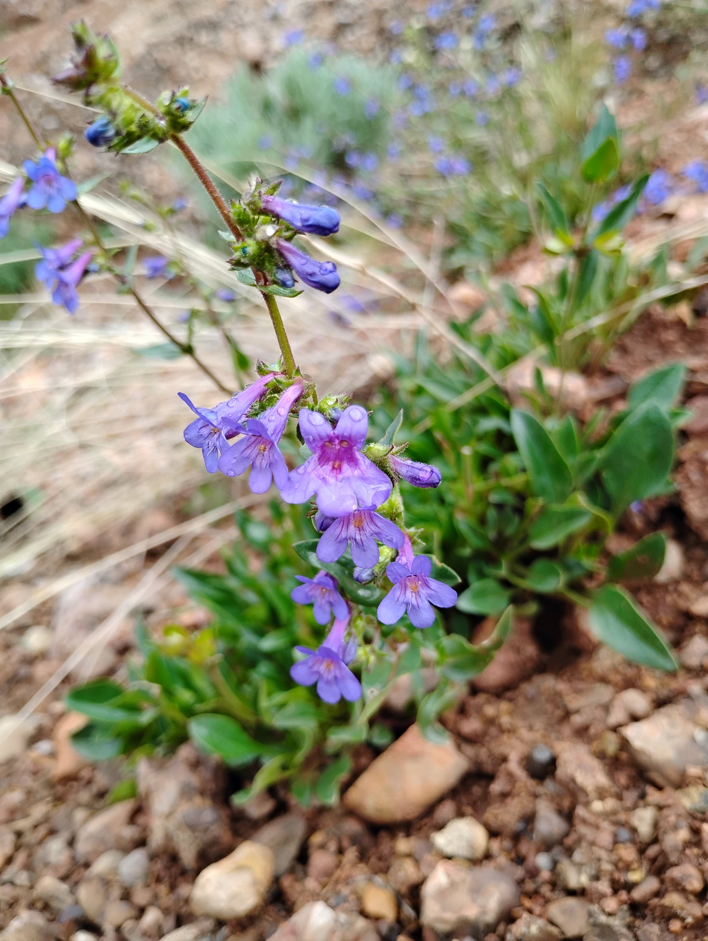 Penstemon humilis (Low Penstemon) 100 seeds
