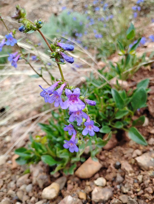 Penstemon humilis ssp. humilis (Low Penstemon)