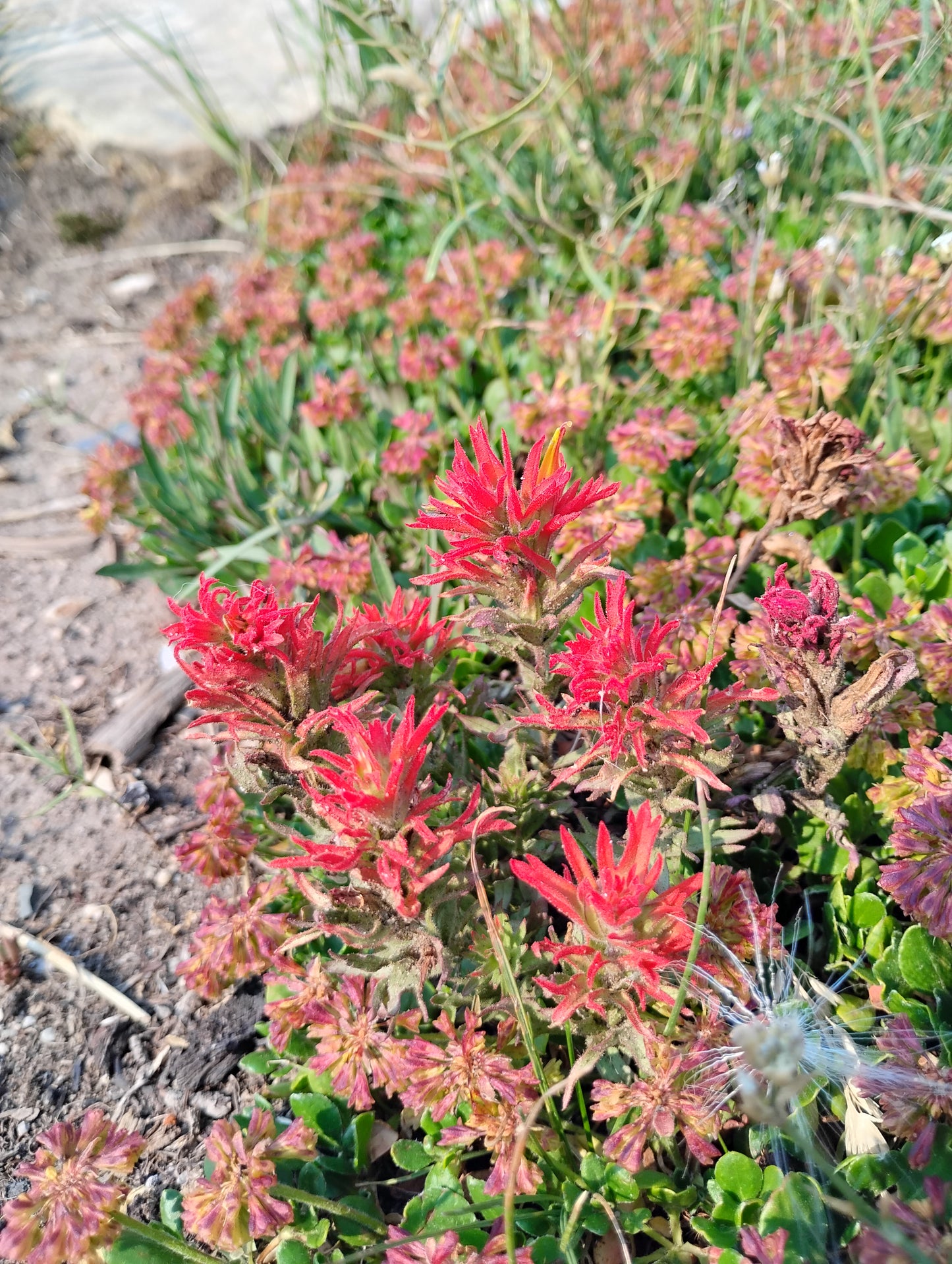 Eriogonum umbellatum var. porteri (Porter's Sulphur Buckwheat) 100 Seeds