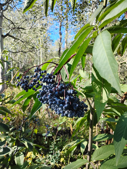 Sambucus cerulea var. cerulea (Blue Elderberry)
