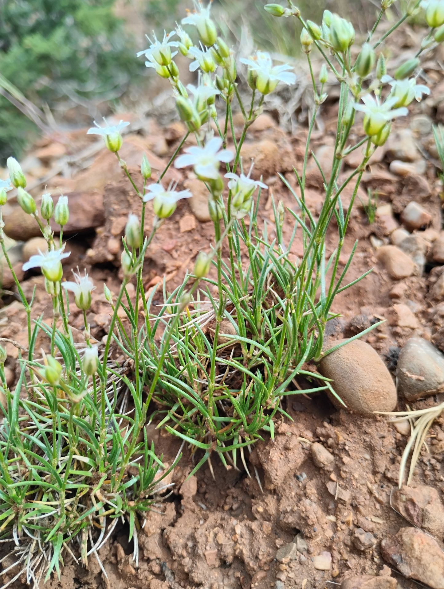 Eremogone kingii var. kingii (King's Sandwort) 90 Seeds