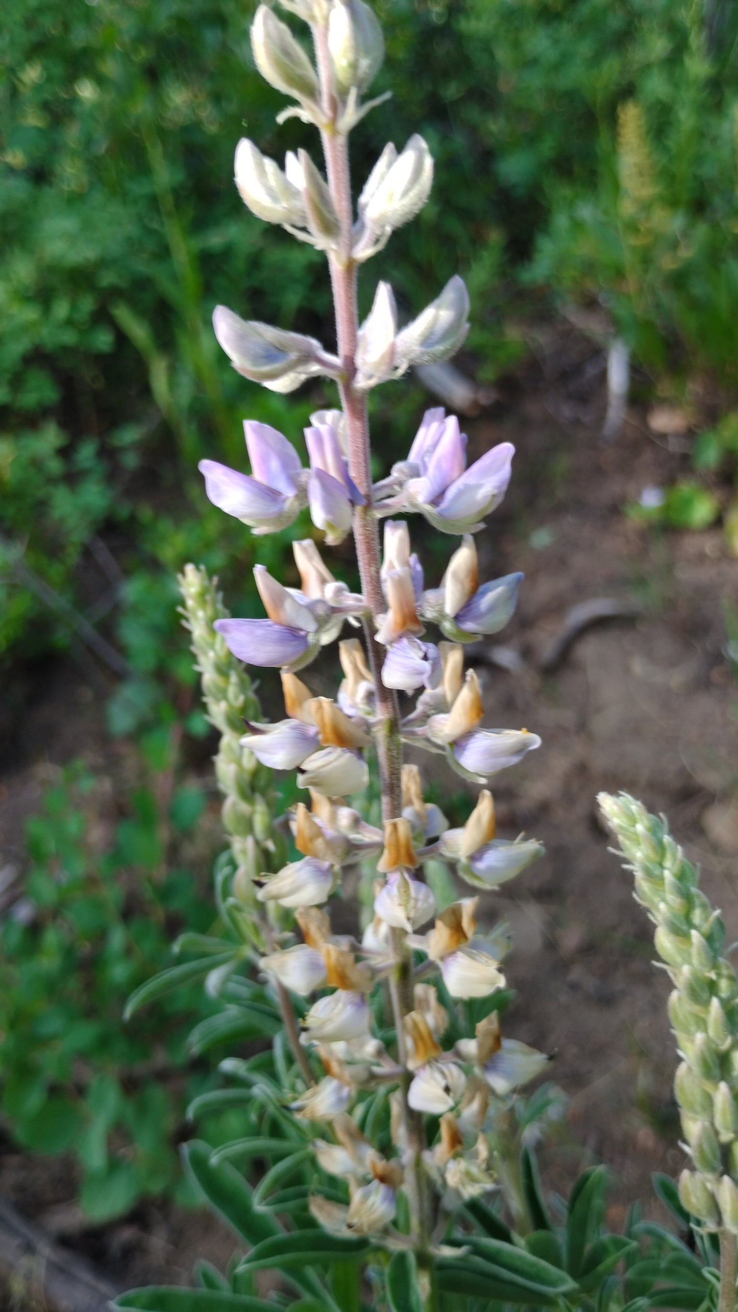 Lupinus sericeus (Silky Lupine)