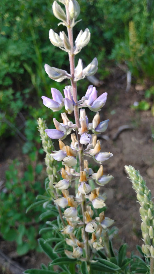 Lupinus sericeus (Silky Lupine)